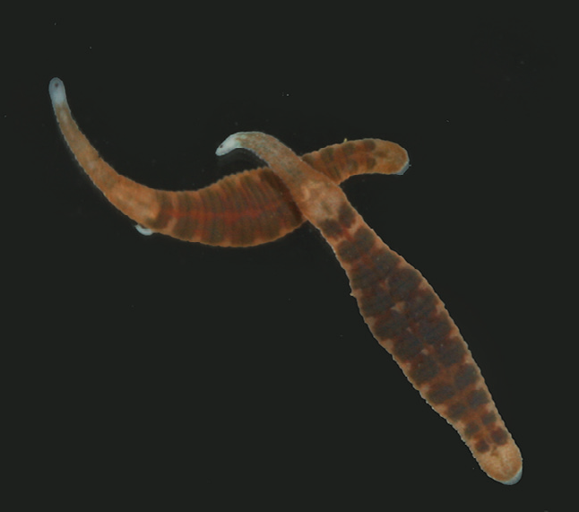 Marsupiobdella africana, a leech of the family Glossiphoniidae