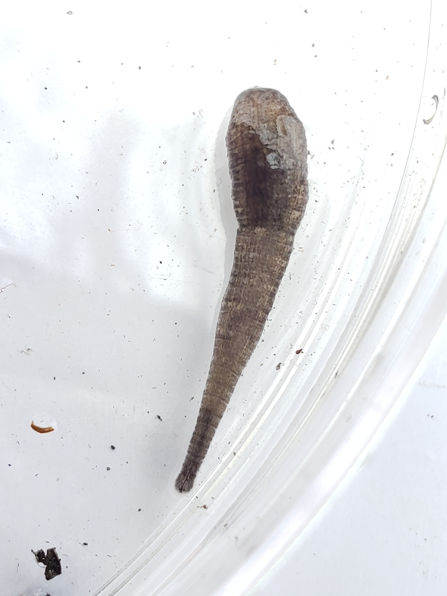 Marvinmeyeria lucida, a leech of the family Glossiphoniidae