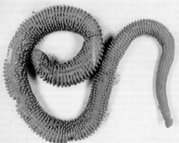 Megaliobdella szidati, a leech of the family Piscicolidae