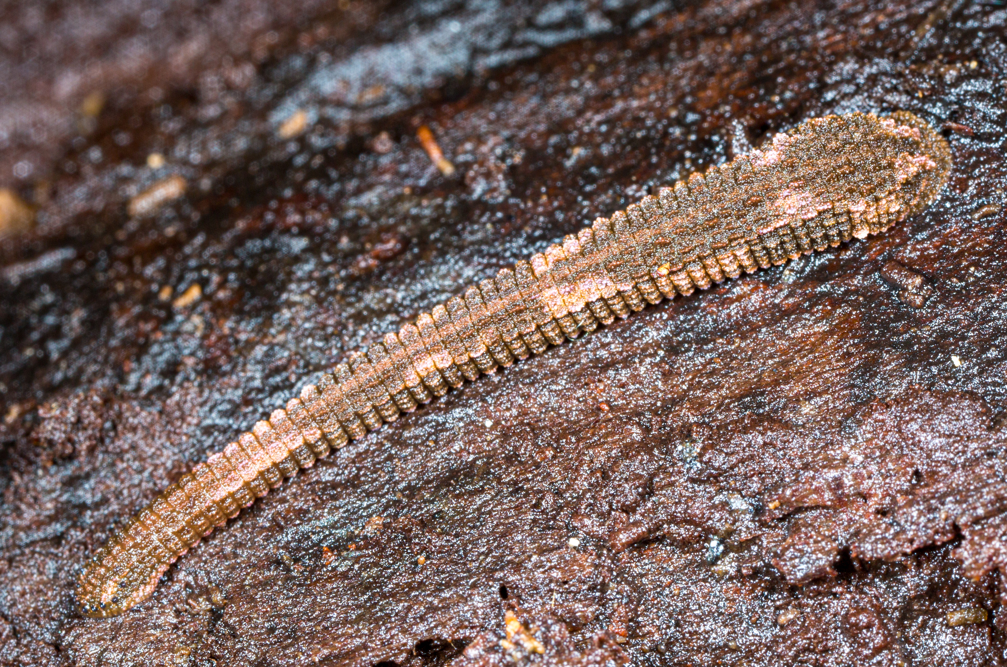 Mesobdella gemmata, a leech of the family Haemadipsidae