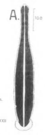 Micobdella gloriosi, a leech of the family Haemadipsidae