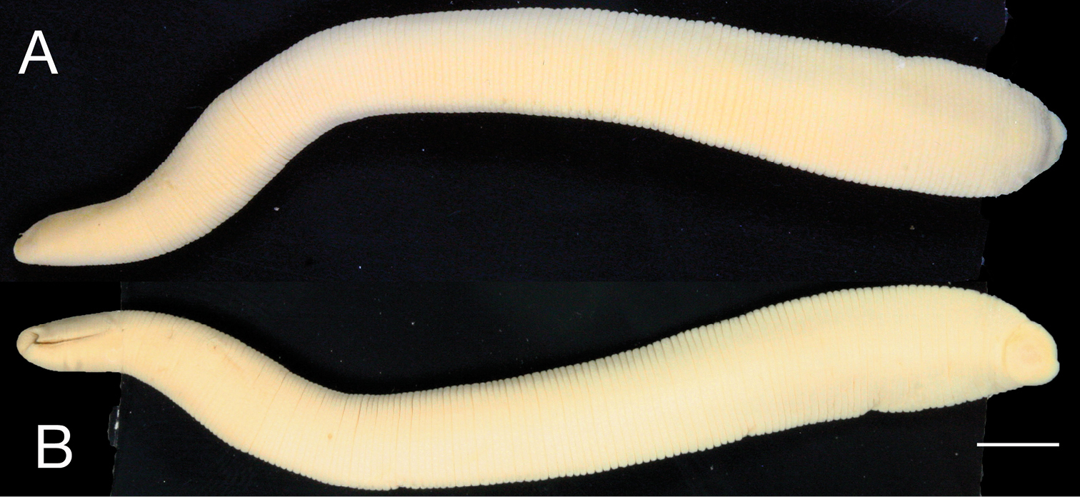 Mimobdella japonica, a leech of the family Salifidae