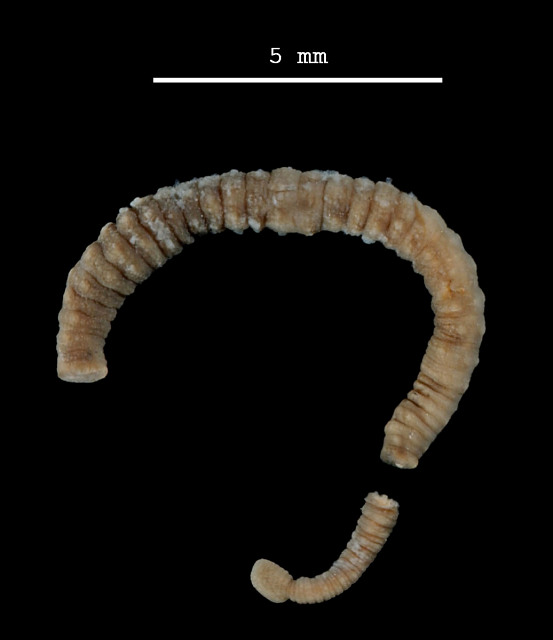 Mooreobdellina biannulata, a leech of the family Piscicolidae