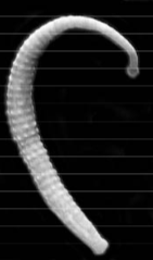 Mooreobdellina meyeri, a leech of the family Piscicolidae