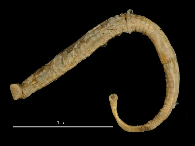 Mooreobdellina rugosa, a leech of the family Piscicolidae