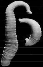 Mooreobdellina uschakovi, a leech of the family Piscicolidae