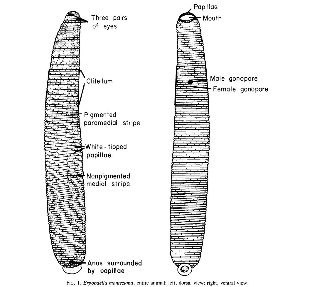 Motobdella montezuma, a leech of the family Erpobdellidae