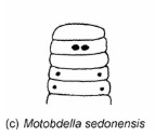 Motobdella sedonensis, a leech of the family Erpobdellidae