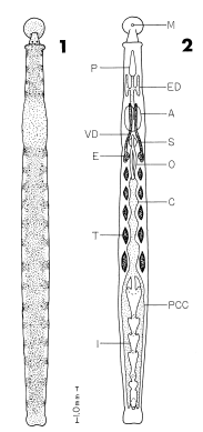 Mysidobdella borealis, a leech of the family Piscicolidae