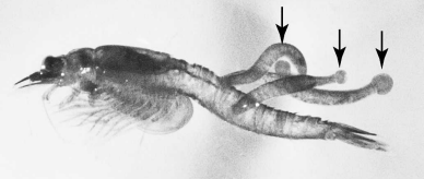 Mysidobdella californiensis, a leech of the family Piscicolidae