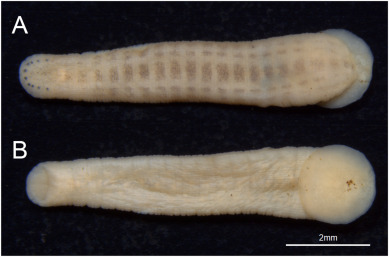 Myxobdella sinanensis, a leech of the family Praobdellidae