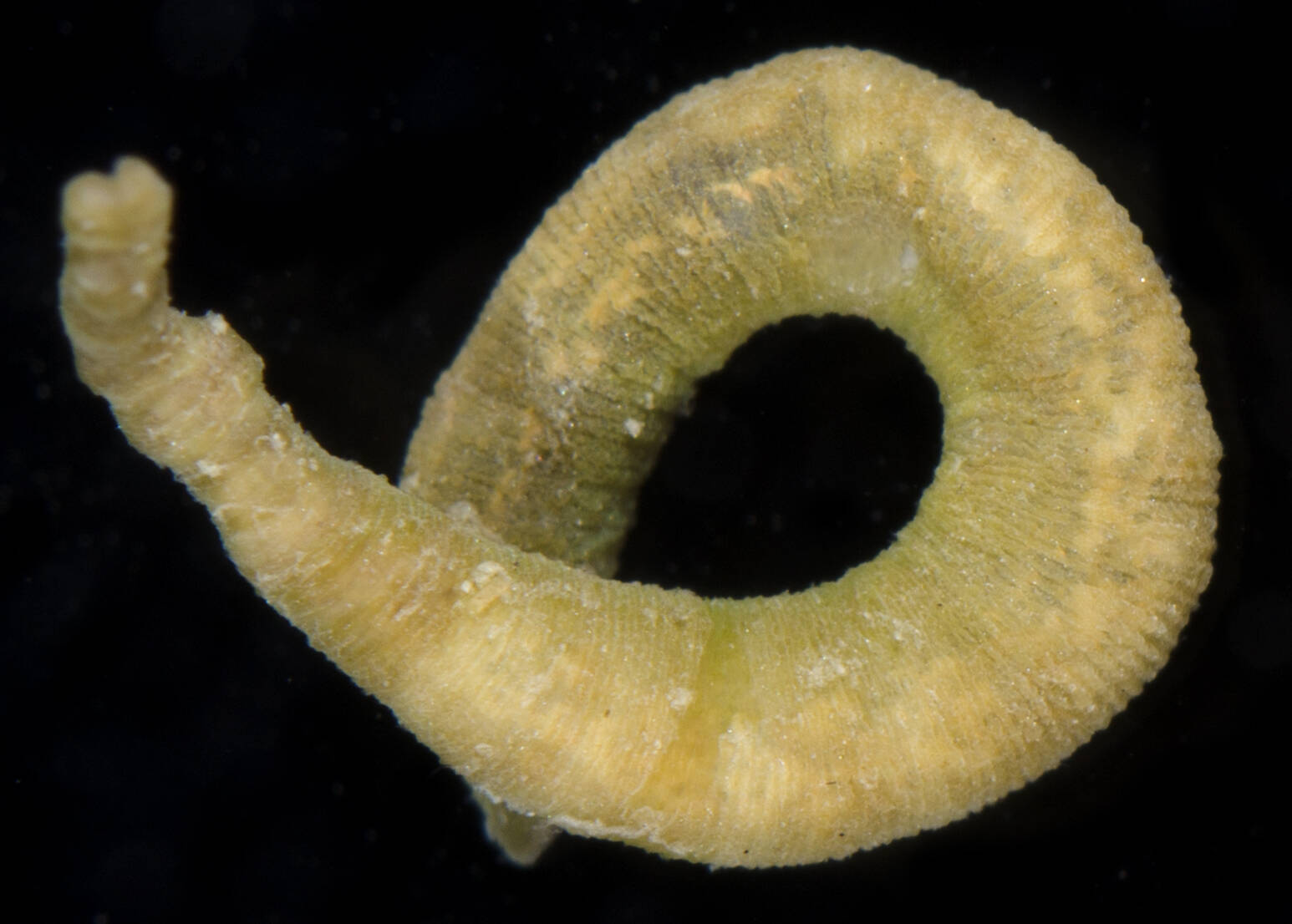Myzobdella lugubris, a leech of the family Piscicolidae