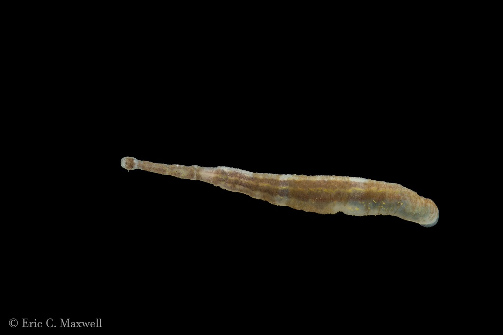 Myzobdella reducta, a leech of the family Piscicolidae