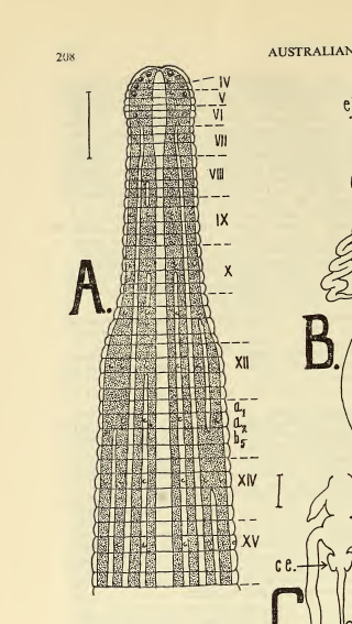 Neoterrabdella australis, a leech of the family Haemadipsidae