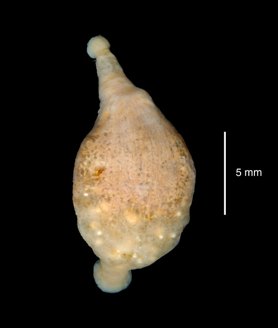 Notobdella nototheniae, a leech of the family Piscicolidae