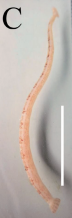 Notostomum cyclostomum, a leech of the family Piscicolidae