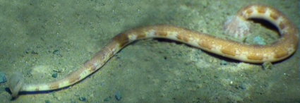 Notostomum laeve, a leech of the family Piscicolidae