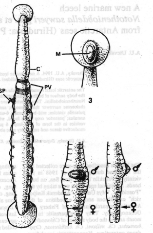 Nototheniobdella sawyeri, a leech of the family Piscicolidae