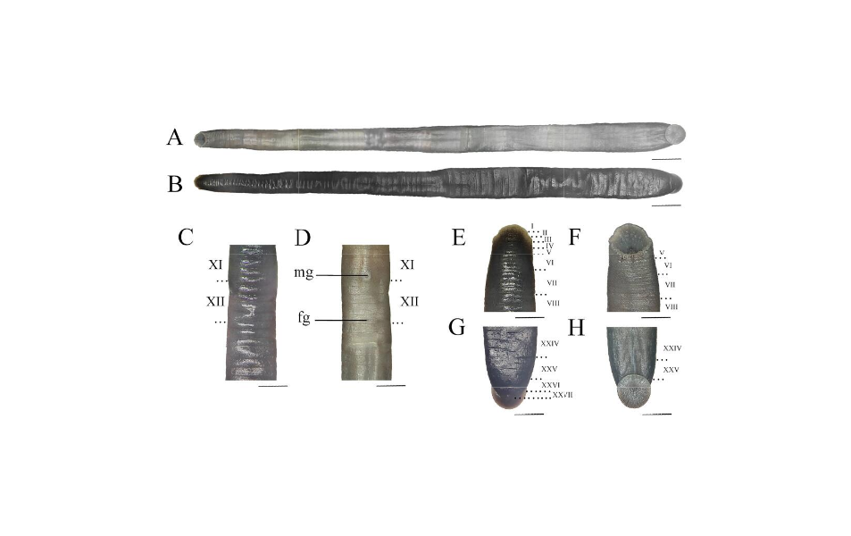 Odontobdella gaowangjiensis, a leech of the family Salifidae