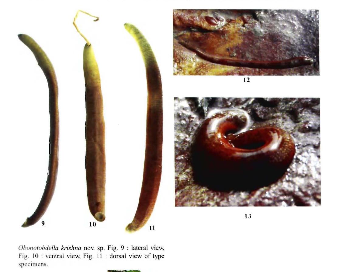 Odontobdella krishna, a leech of the family Salifidae
