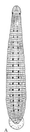 Oosthuizobdella garoui, a leech of the family Glossiphoniidae