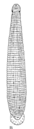 Oosthuizobdella stuhlmanni, a leech of the family Glossiphoniidae
