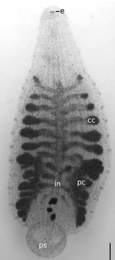 Orientobdelloides bancrofti, a leech of the family Glossiphoniidae