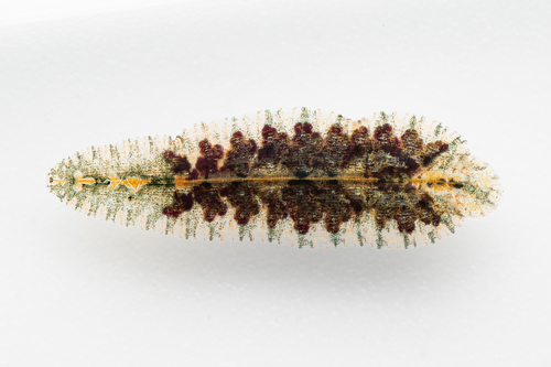 Orientobdelloides siamensis, a leech of the family Glossiphoniidae