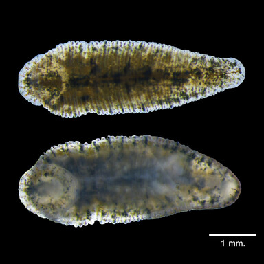 Orientobdelloides sirikanchanae, a leech of the family Glossiphoniidae