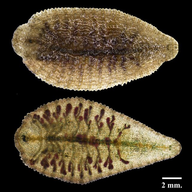 Orientobdelloides tridens, a leech of the family Glossiphoniidae
