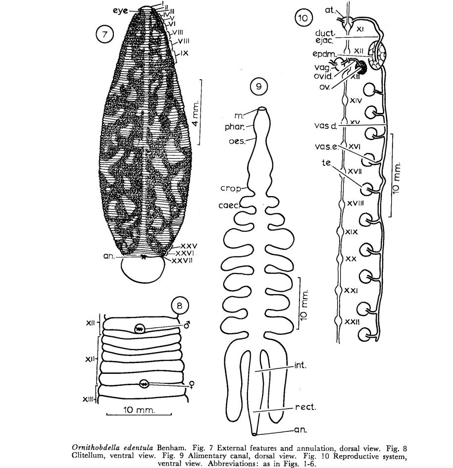 Ornithobdella edentula, a leech of the family Hirudinidae