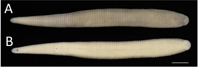Orobdella angustata, a leech of the family Orobdellidae
