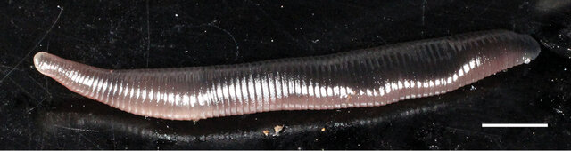 Orobdella brachyepididymis, a leech of the family Orobdellidae