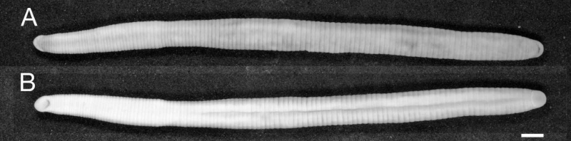 Orobdella dolichopharynx, a leech of the family Orobdellidae