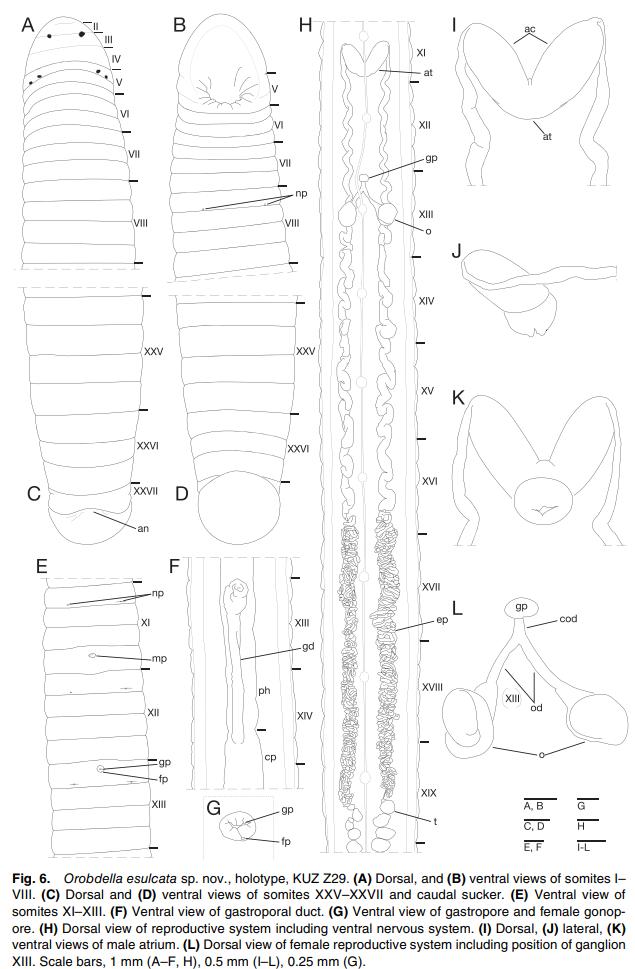Orobdella esulcata, a leech of the family Orobdellidae