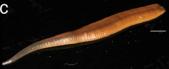 Orobdella ghilarovi, a leech of the family Orobdellidae