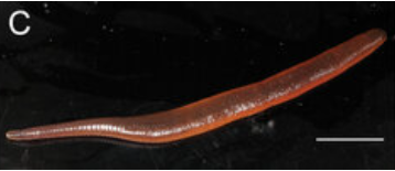 Orobdella ibukifukuyamai, a leech of the family Orobdellidae