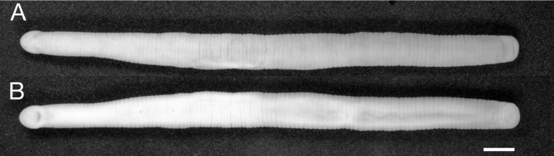Orobdella ijimai, a leech of the family Orobdellidae