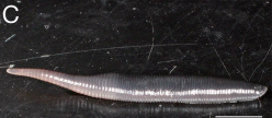 Orobdella kanaekoikeae, a leech of the family Orobdellidae