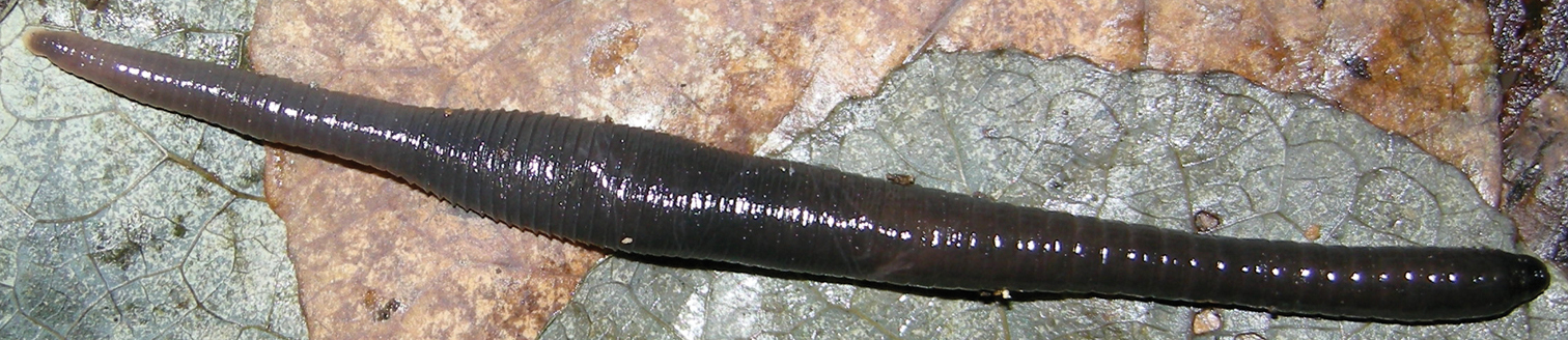 Orobdella kawakatsuorum, a leech of the family Orobdellidae