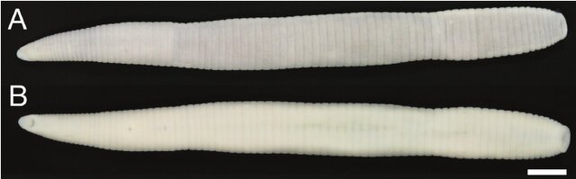 Orobdella ketagalan, a leech of the family Orobdellidae