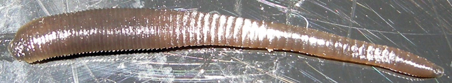 Orobdella koikei, a leech of the family Orobdellidae