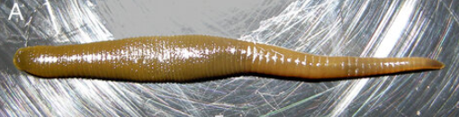 Orobdella masaakikuroiwai, a leech of the family Orobdellidae