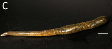 Orobdella meisai, a leech of the family Orobdellidae