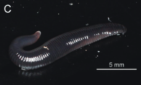 Orobdella minima, a leech of the family Orobdellidae