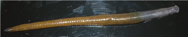 Orobdella mononoke, a leech of the family Orobdellidae