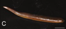 Orobdella montipumila, a leech of the family Orobdellidae
