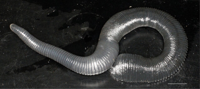 Orobdella nakahamai, a leech of the family Orobdellidae