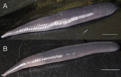 Orobdella naraharaetmagarum, a leech of the family Orobdellidae
