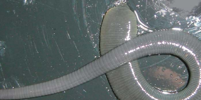 Orobdella octonaria, a leech of the family Orobdellidae